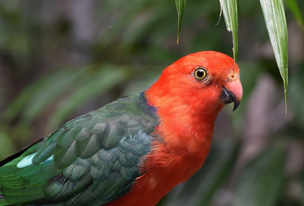 uccello rosso e verde dal becco corto