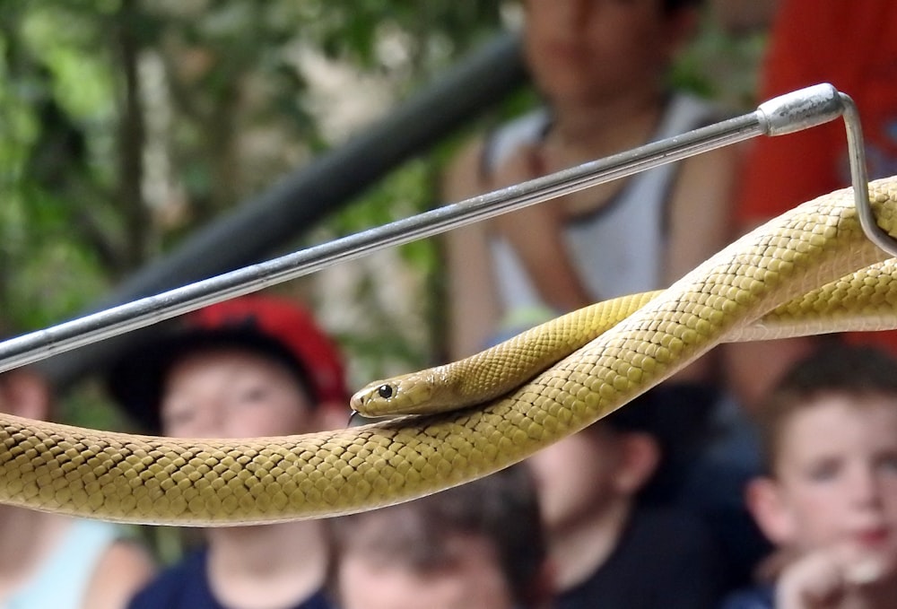 yellow snake