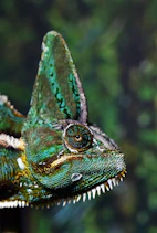 closeup photo of green and white chameleon
