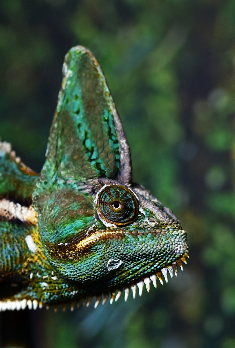 closeup photo of green and white chameleon