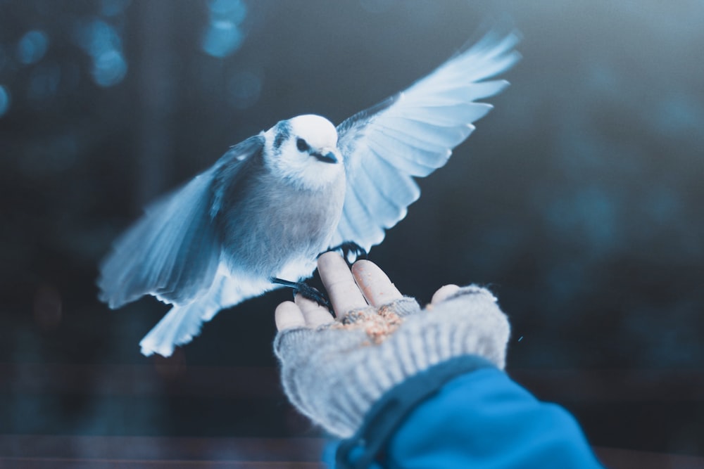 a person holding a bird in their hand