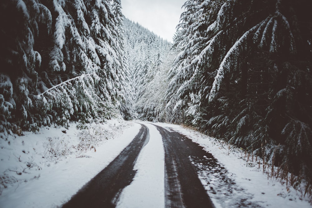 road in the middle of trees with snow grayscale photo