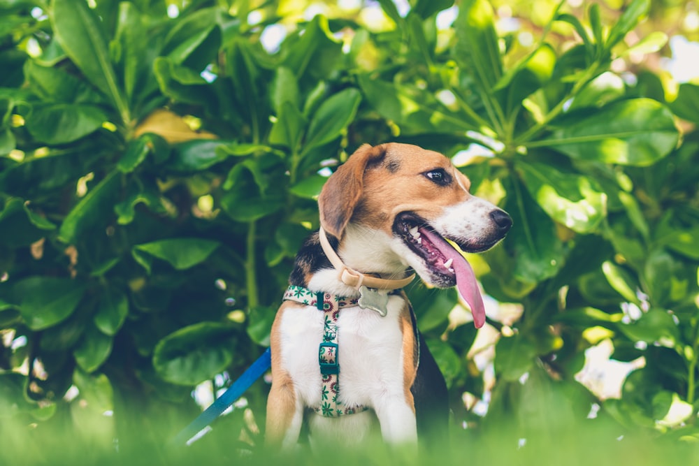 shallow focus photography of tricolor dog