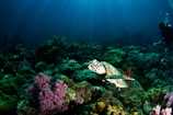 A marine scene featuring a sea turtle swimming over a vibrant coral reef. Various types of corals, including pink and green ones, are visible along with the rocky underwater landscape. Sunlight filters through the water from above, creating a serene and slightly mysterious mood. In the background, a diver is present, observing the aquatic environment.