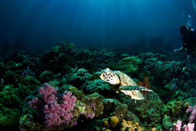 A marine scene featuring a sea turtle swimming over a vibrant coral reef. Various types of corals, including pink and green ones, are visible along with the rocky underwater landscape. Sunlight filters through the water from above, creating a serene and slightly mysterious mood. In the background, a diver is present, observing the aquatic environment.