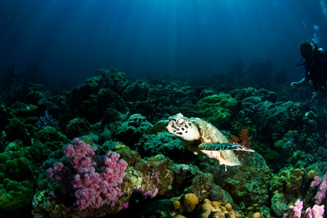 The Importance of Shark and Ray Conservation