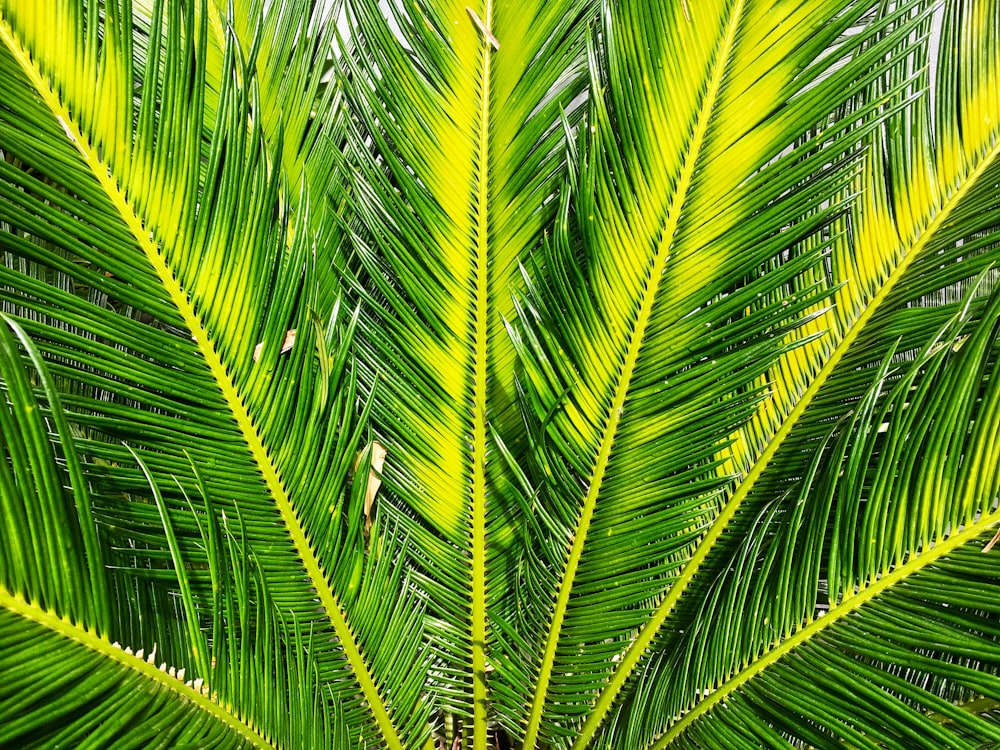 palmera de sagú verde