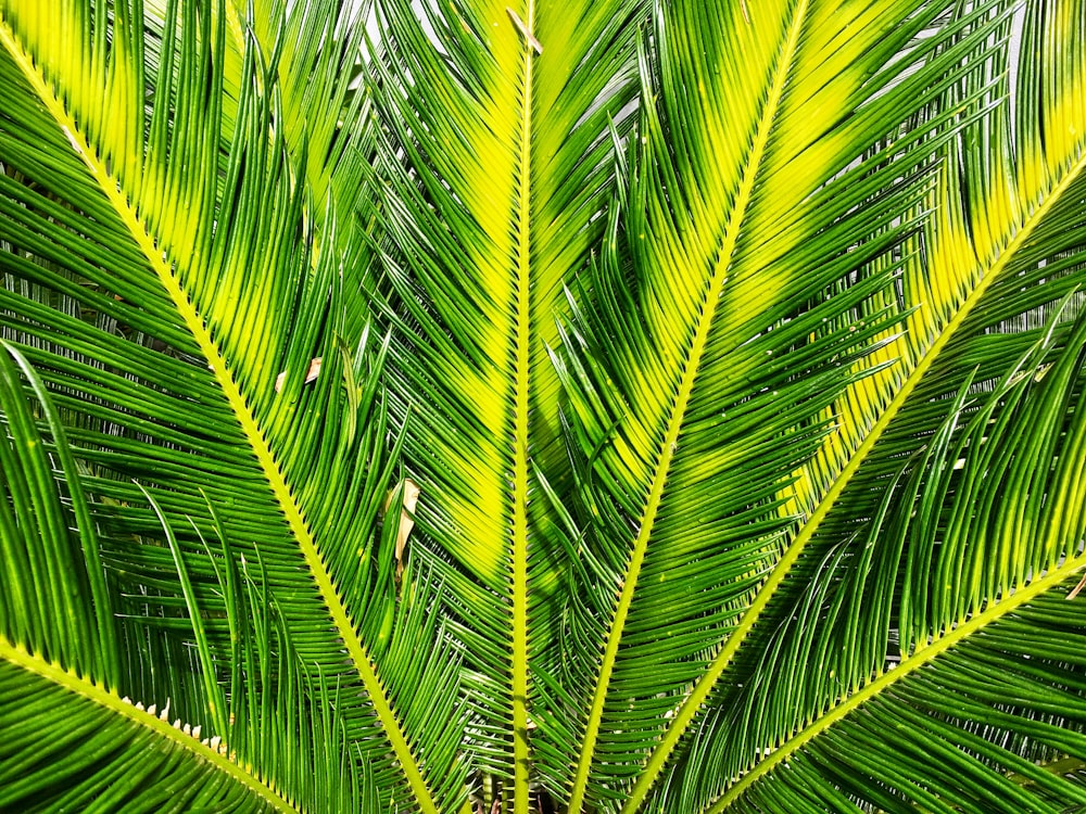 green sago palm tree