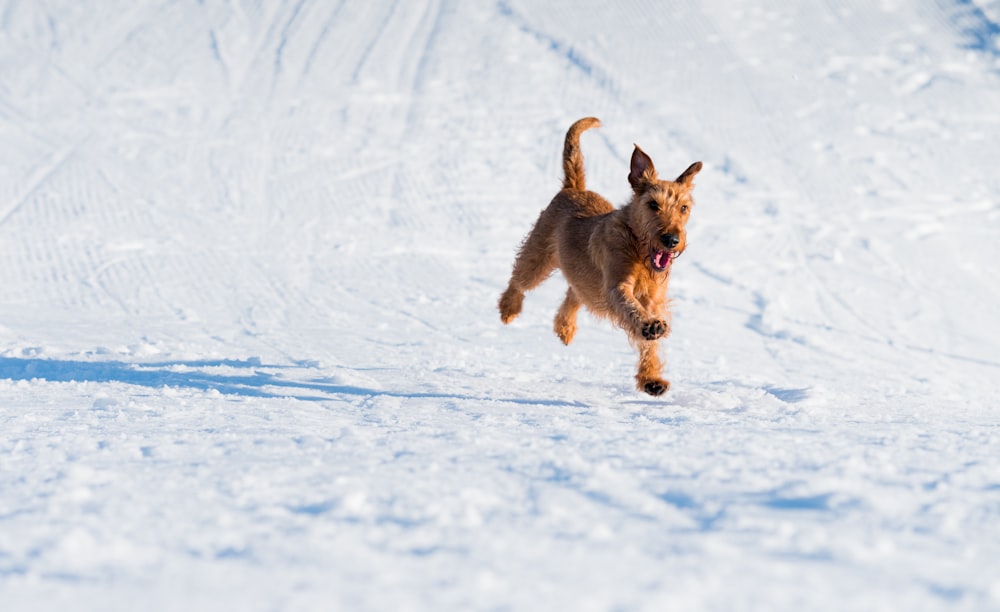 Cachorro marrom correndo no campo de neve