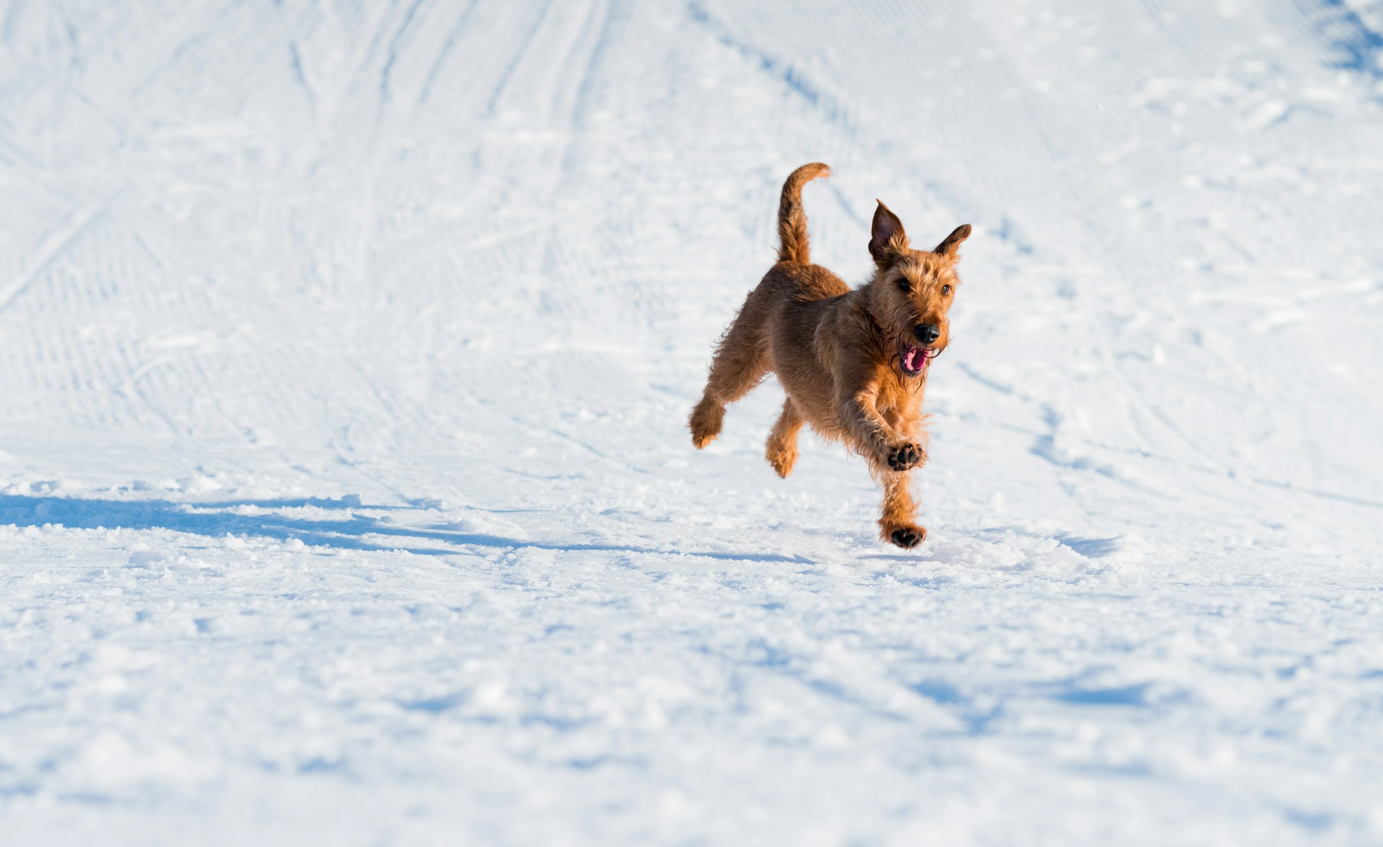 Dog Wont go out in snow