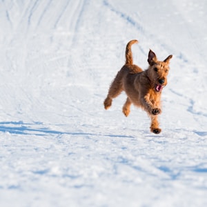 brown dog running on snowfield