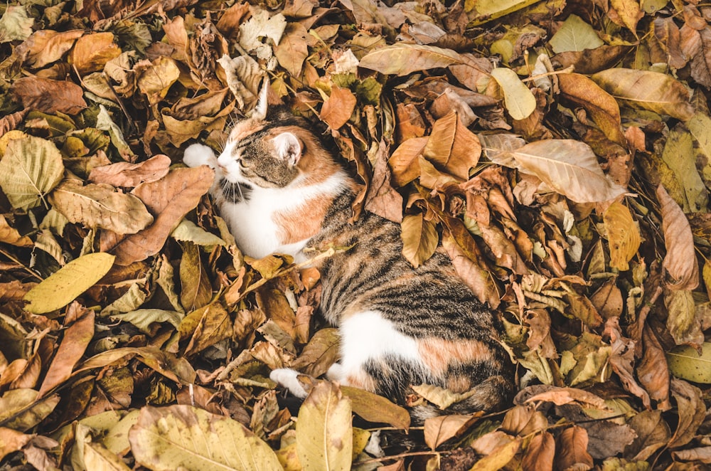 Gato branco, marrom e preto deitado na superfície de folhas secas durante o dia