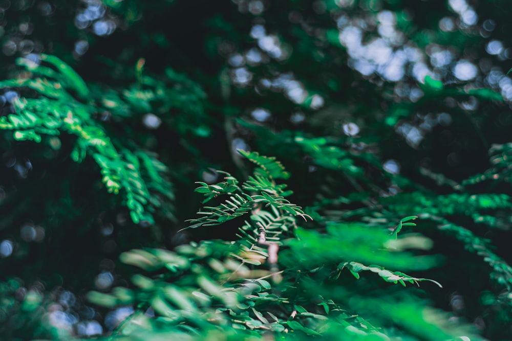 closeup photo of green leaf tree