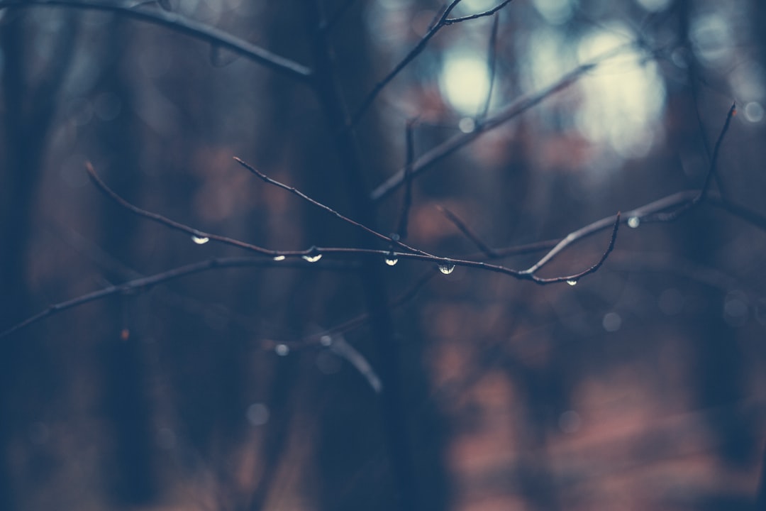 shallow focus photography of tree branch with morning dew