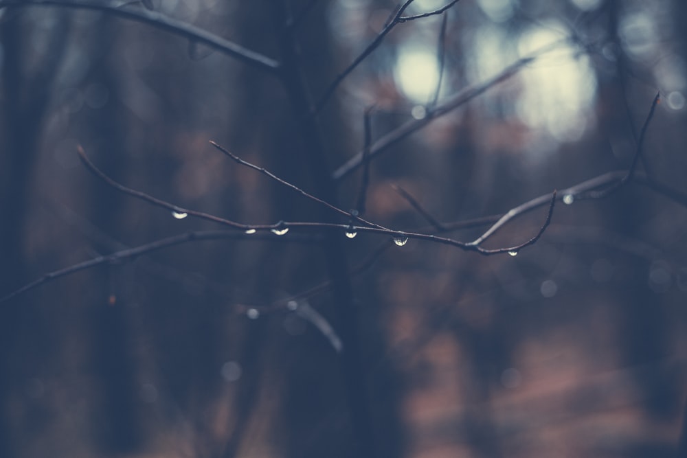 Fotografia de foco raso de galho de árvore com orvalho matinal