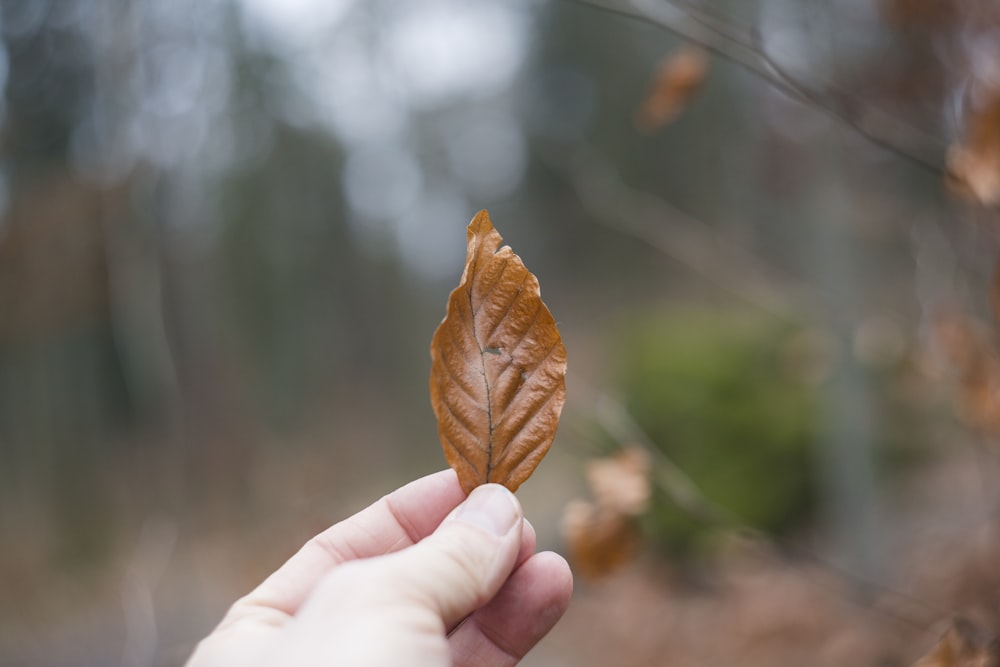 Selektive Fokusfotografie einer Person, die ein braunes Blatt hält