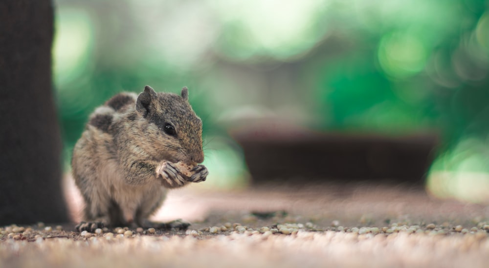 shallow focus photography of eating squirrel