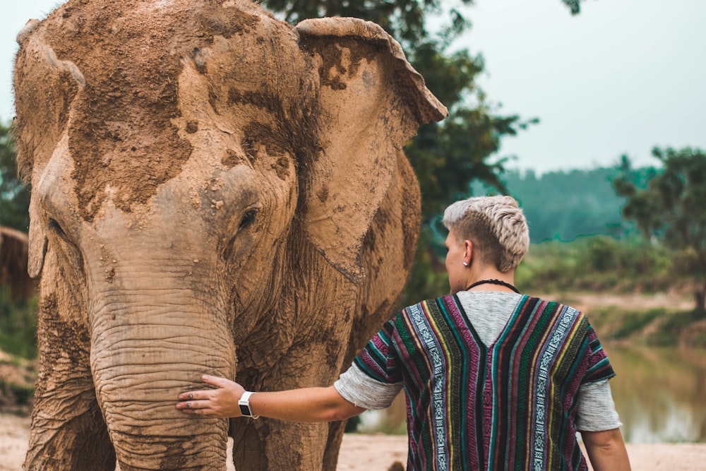 man wearing baja jacket touching brown elephant covered with mud