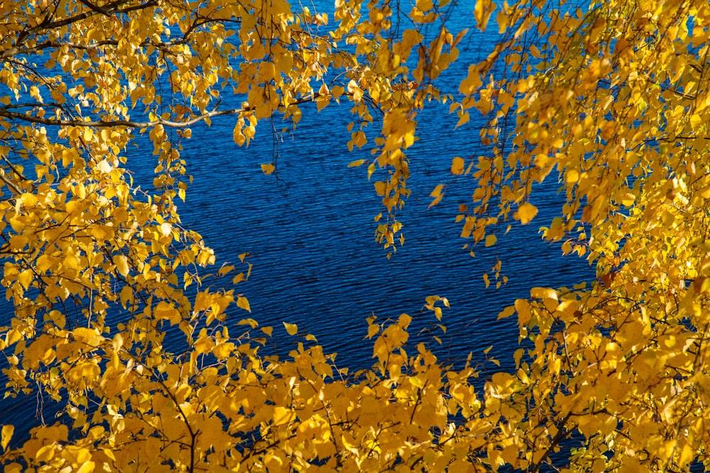 blue body of water shot through of yellow leafed tree