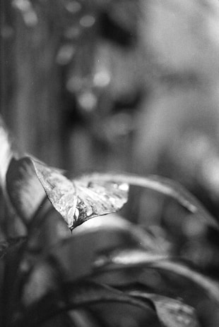 A close-up of a single leaf with water droplets, showcasing texture and simplicity.