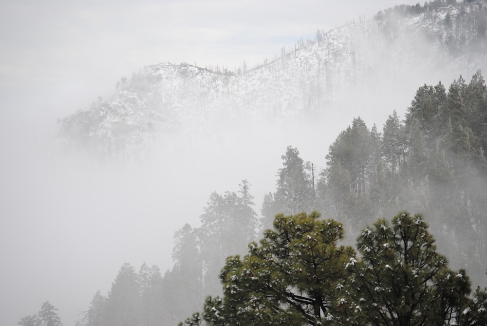 trees sitting on mountain covered in fog