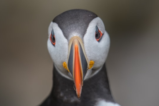 close-up photo of puffin in Saltee Islands Ireland