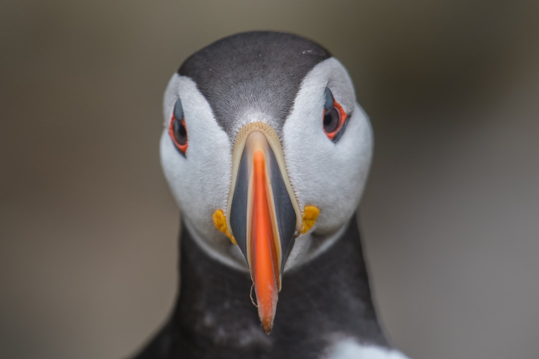 travelers stories about Wildlife in Saltee Islands, Ireland