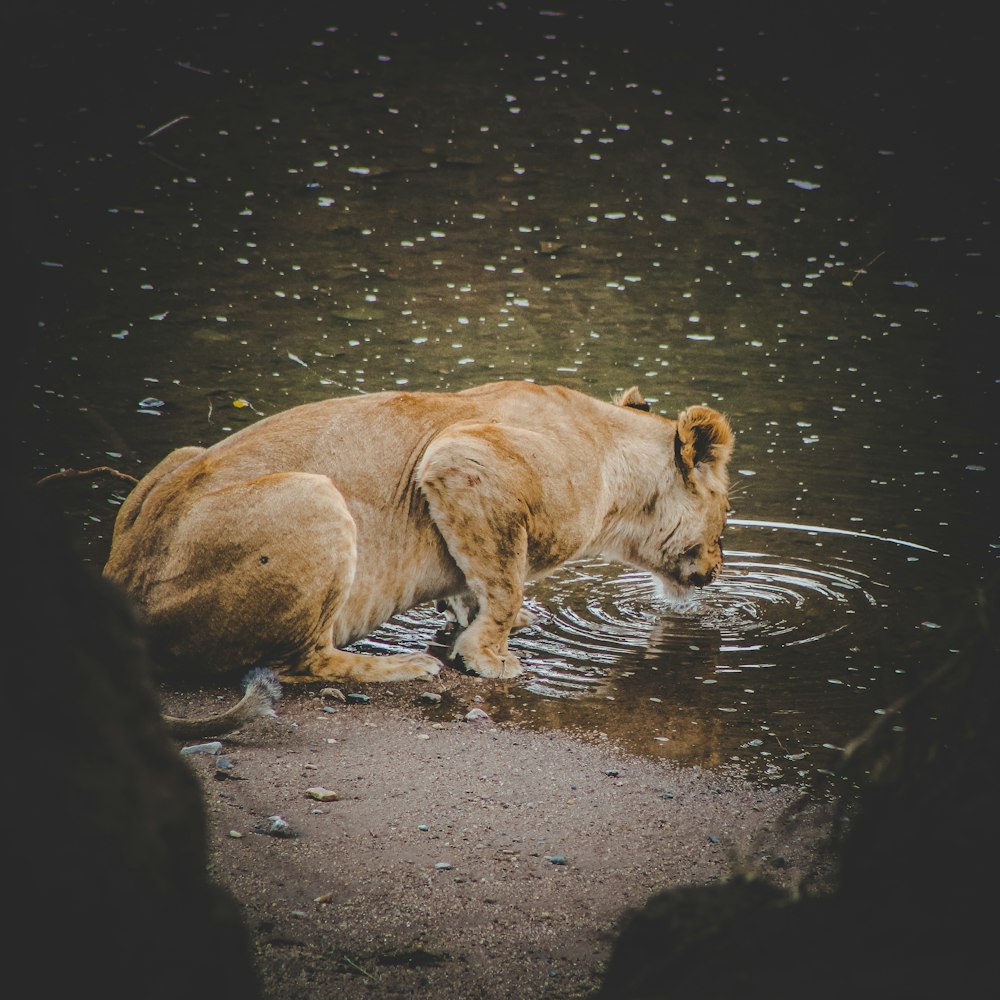lioness lapping on water surface during daytime