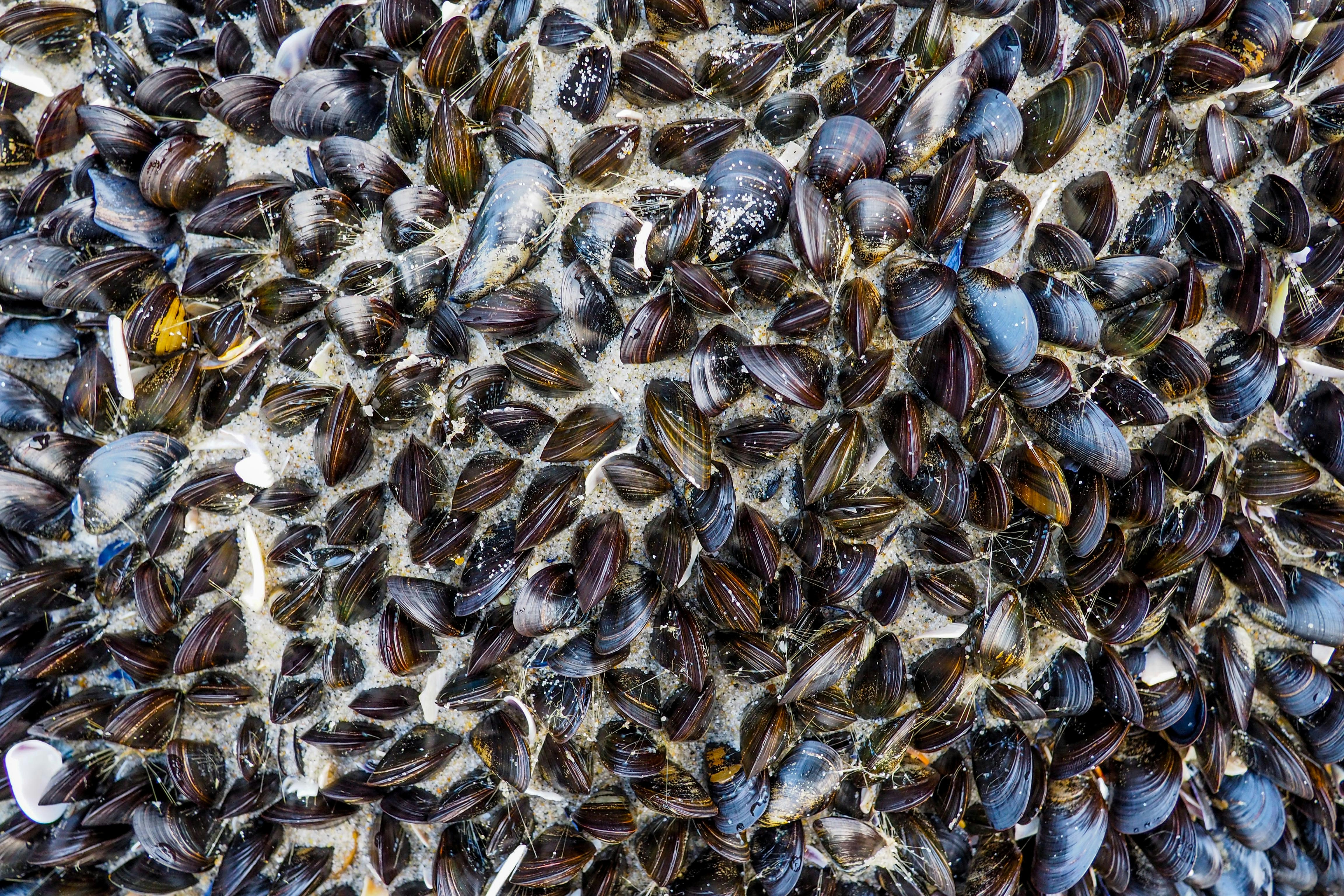 Mussels on sand.
