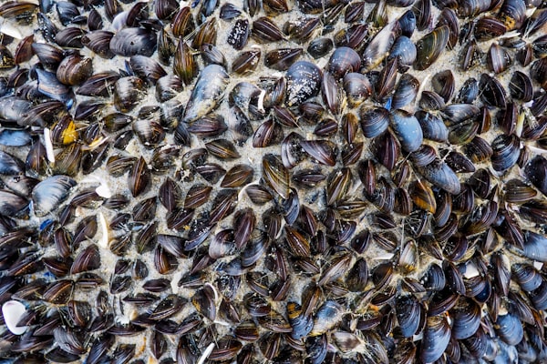 Mussels on sand.