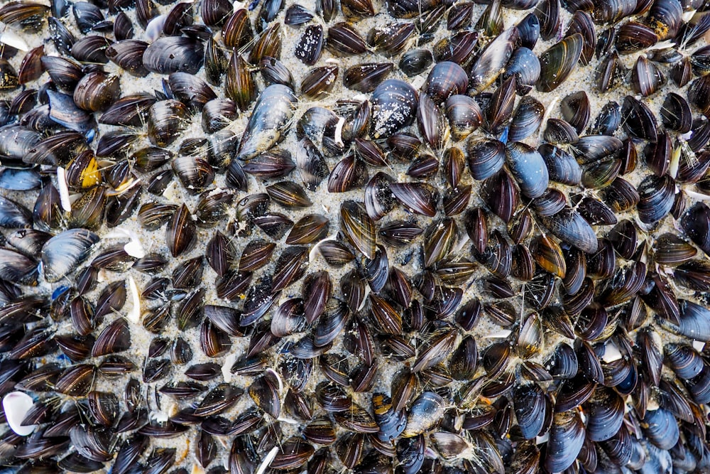 Muscheln tagsüber im Sand