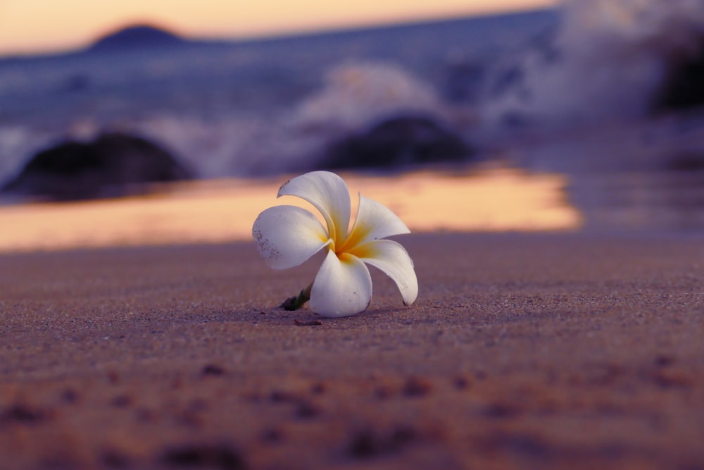 flor blanca de 5 pétalos en playa de arena marrón