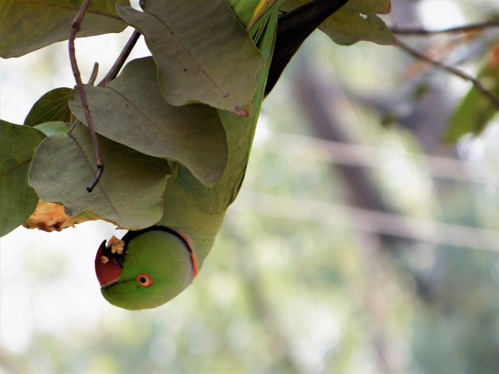 photography rose-ringed parakeet pearching on brown leaves during daytime