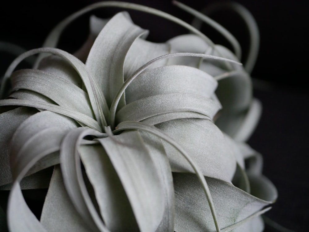 grayscale photography of airplant
