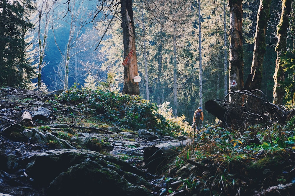 low-angle photography of brown and gray forest