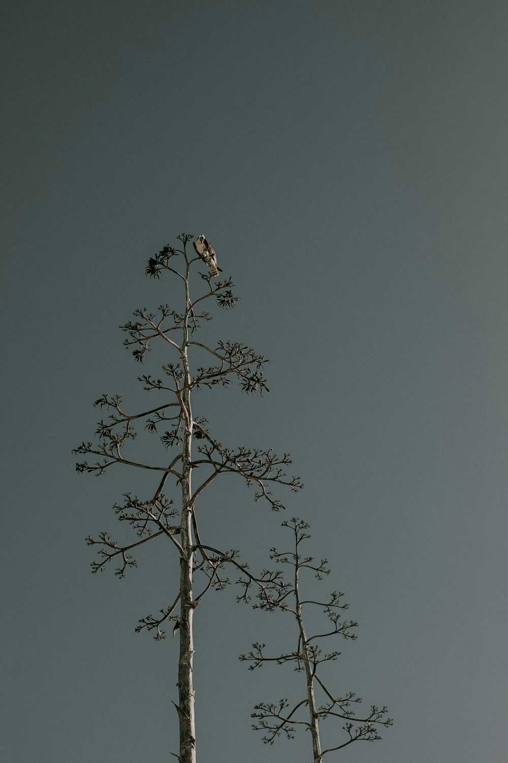 bird perched on top of tree during daytime