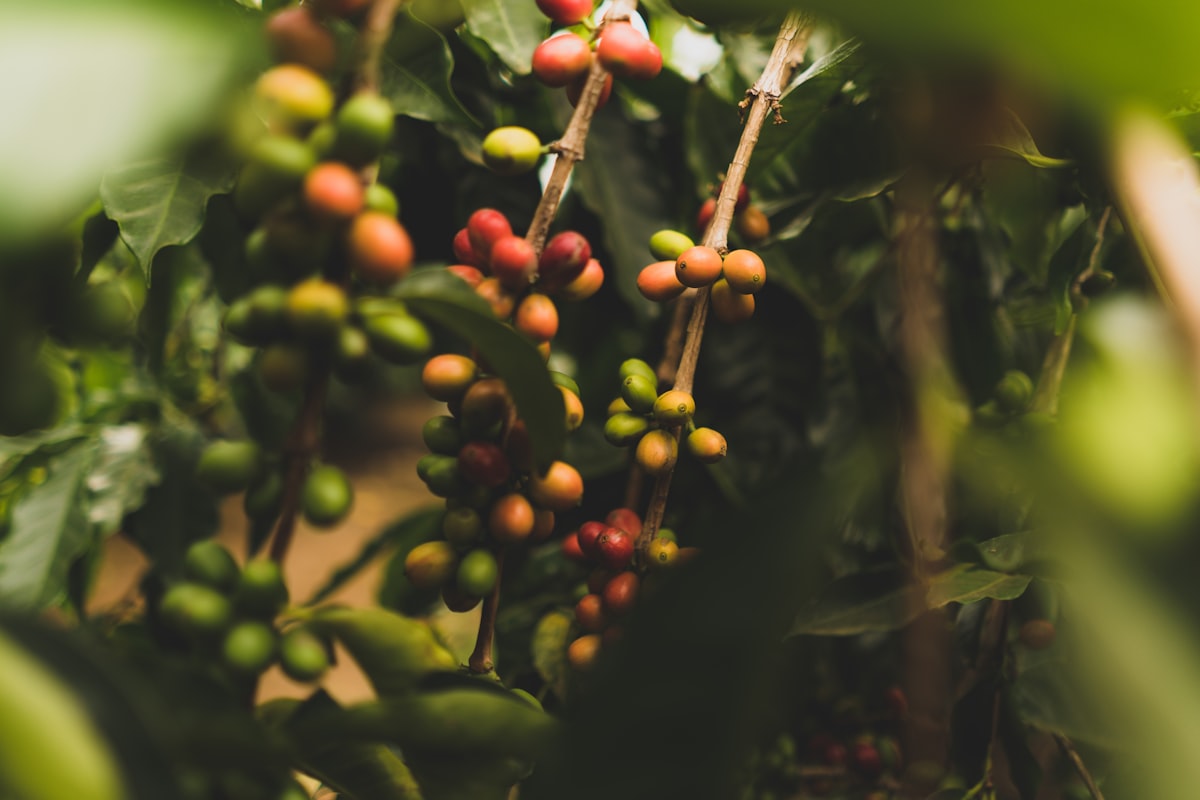 Anpassungsstrategien der Kaffeeproduzenten an den Klimawandel