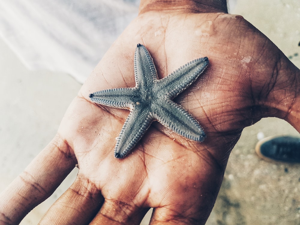 gray starfish on person's hand