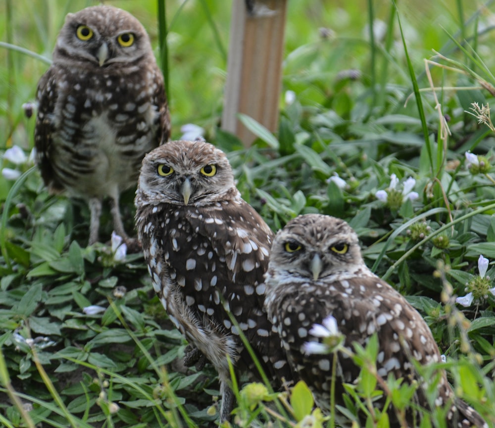 three brown owls on the ground photography