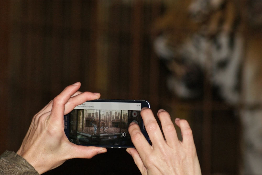 selective focus photography of person holding phone taking photo of tiger