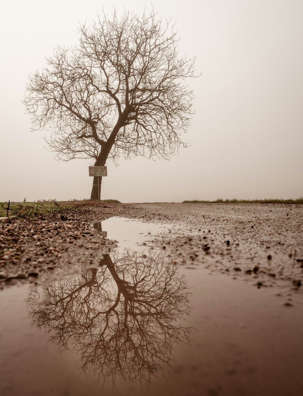 Blattloser Baum am Wegesrand unter grauem Himmel