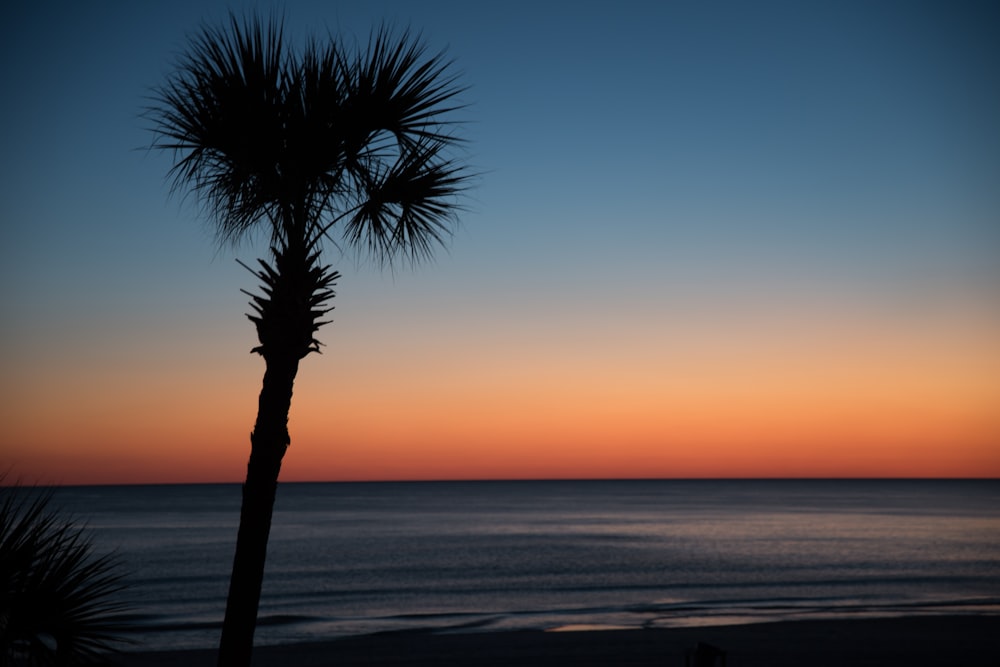 silhouette photo of tree near body of water