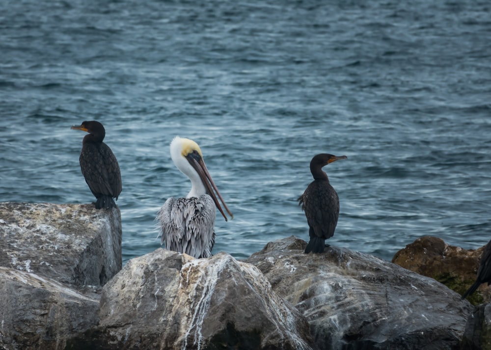 pelicano branco e cinza ao lado de pássaros pretos durante o dia
