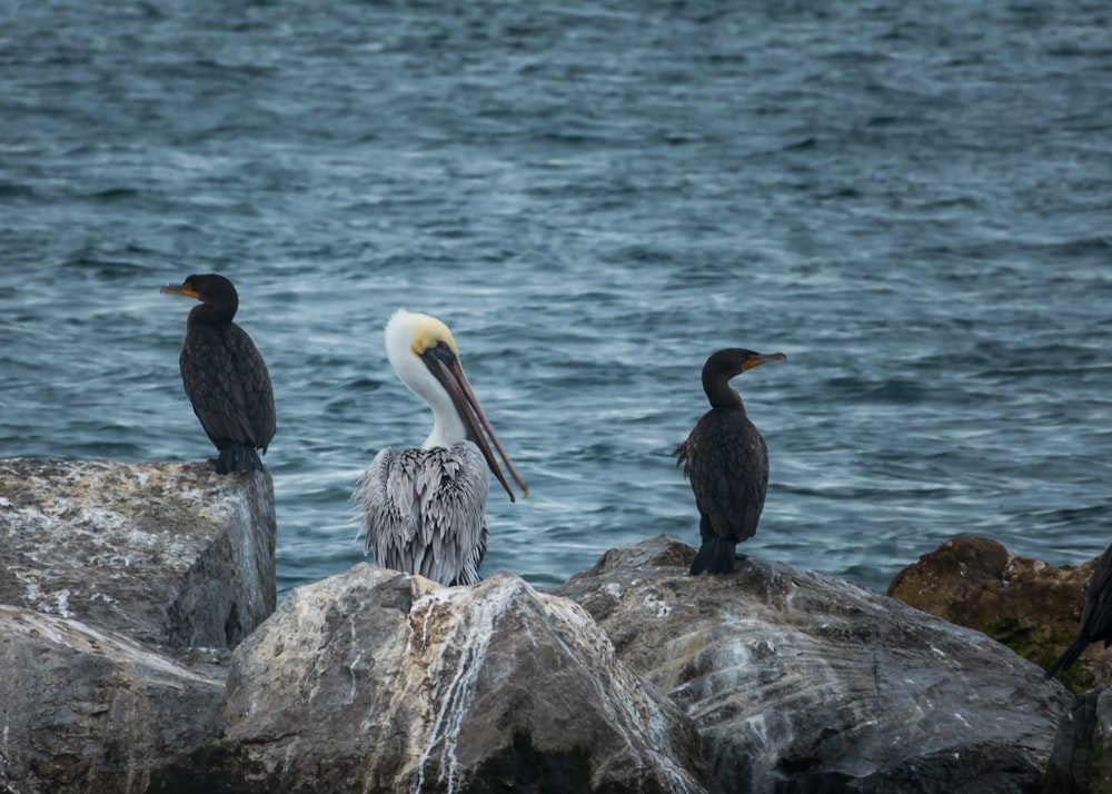 Pélican blanc et gris à côté des oiseaux noirs pendant la journée