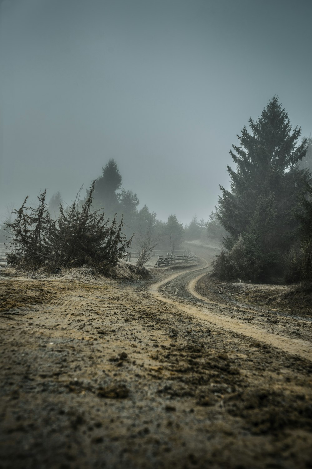 photography of brown road between green leaf trees