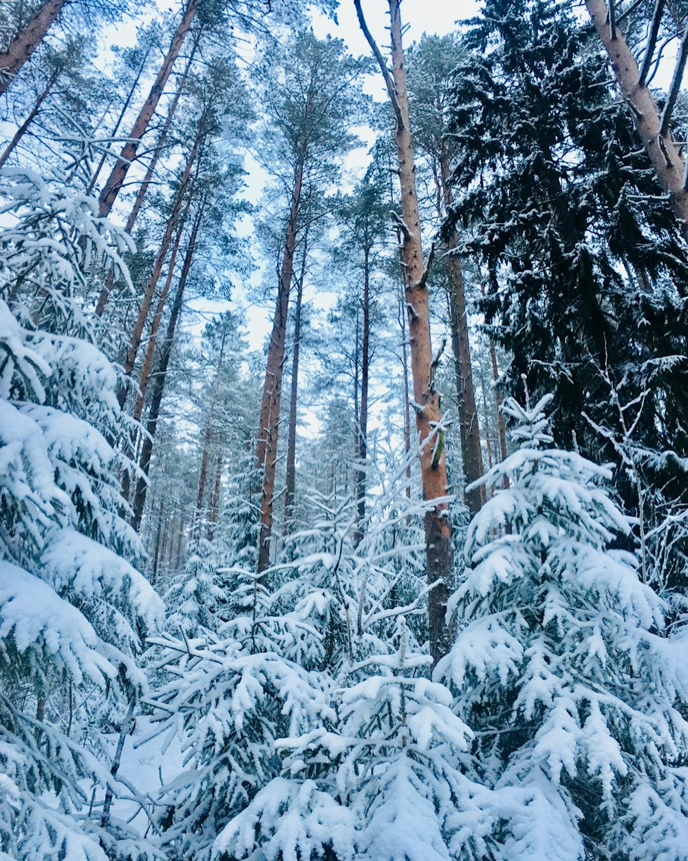 brown trees under white sky