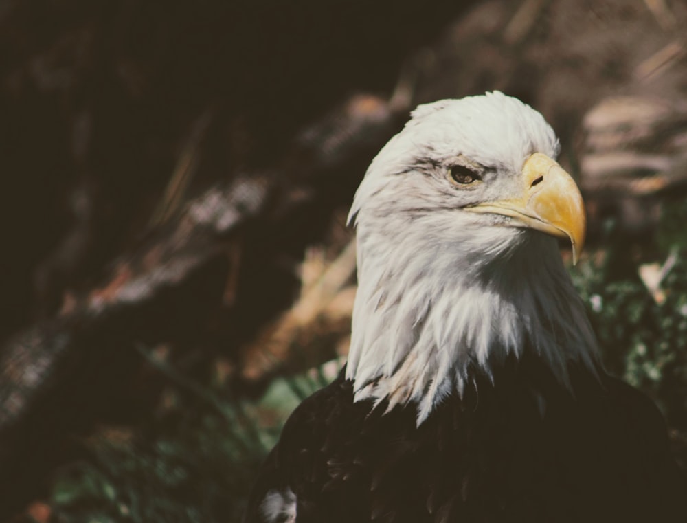 Águila calva en fotografía macro