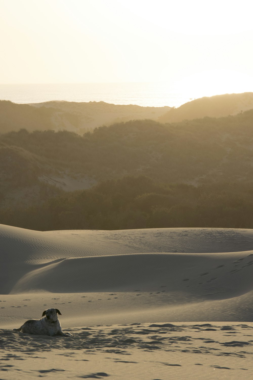 Kurzhaariger brauner Hund, der tagsüber auf dem Sand in der Nähe des Berges liegt