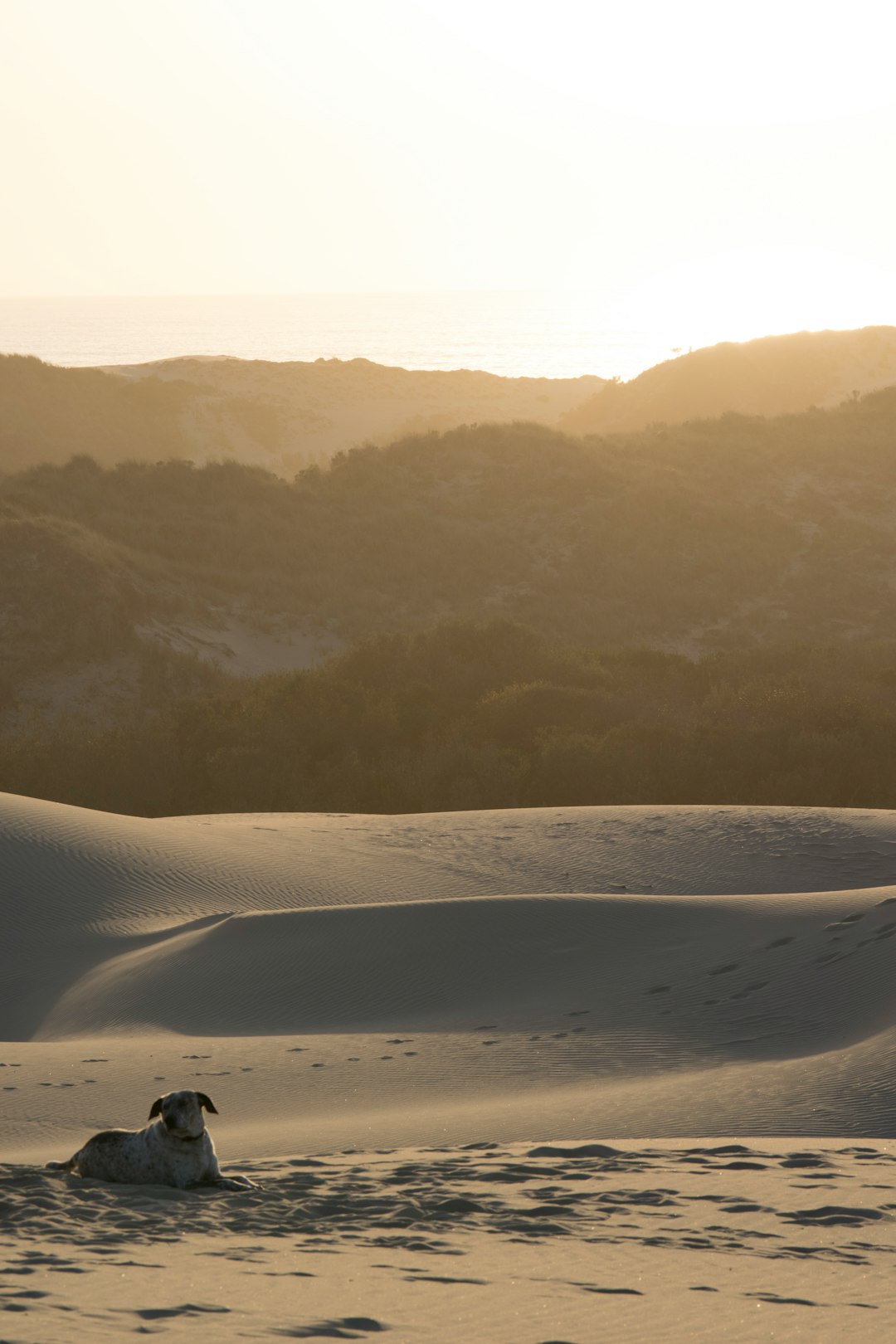 Desert photo spot Oceano Dunes SVRA Morro Bay