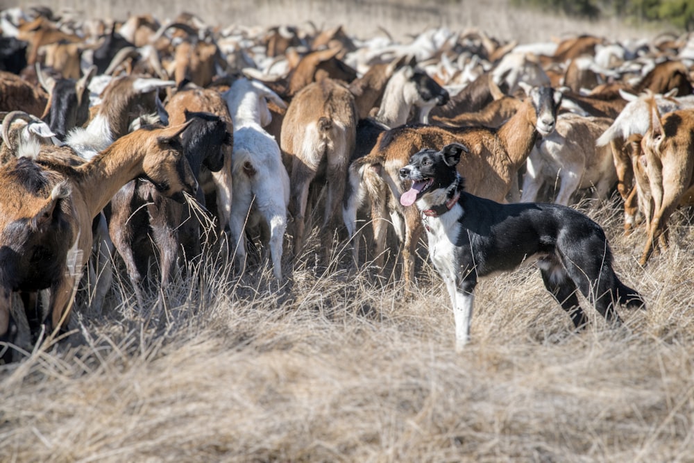 牧草地のヤギと黒と白の犬の群れ